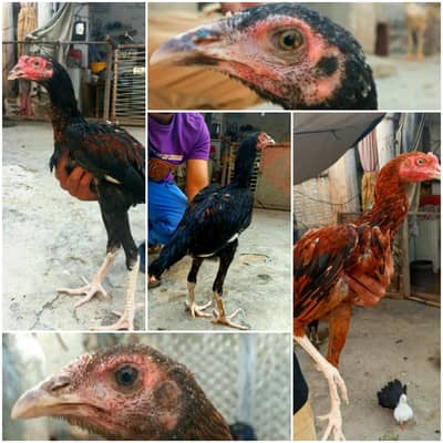 Chicks breeder patha madian cross breed