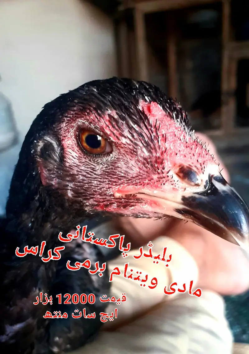 Chicks breeder patha madian cross breed — photo 2