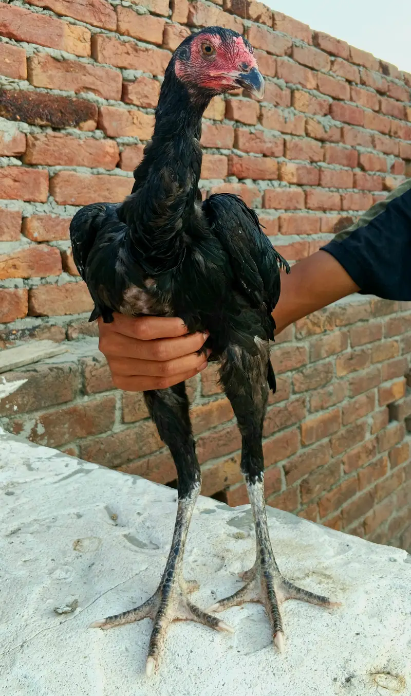 Chicks breeder patha madian cross breed — photo 3