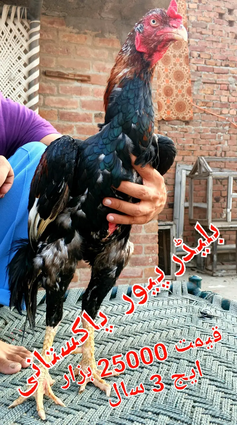 Chicks breeder patha madian cross breed — photo 4