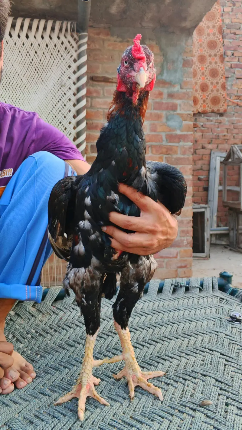 Chicks breeder patha madian cross breed — photo 6