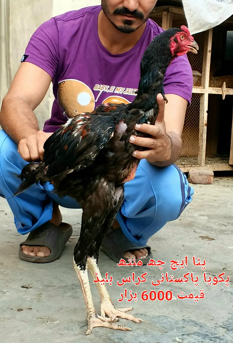 Chicks breeder patha madian cross breed — photo 7