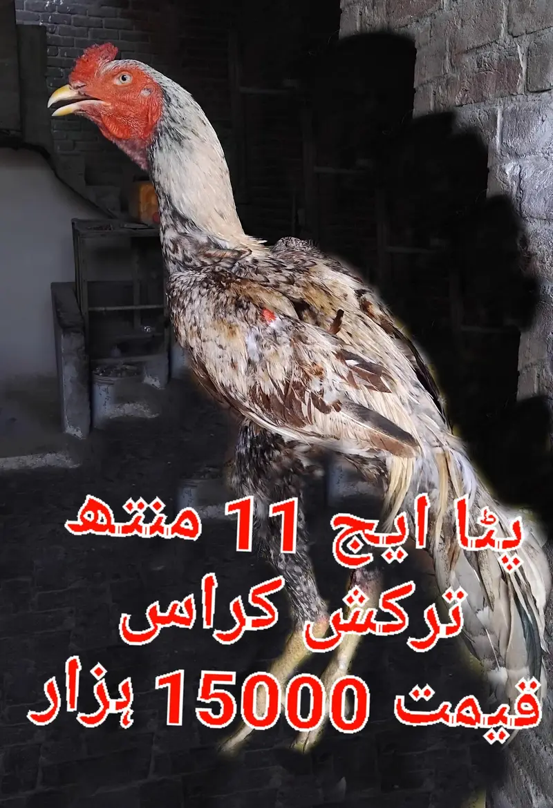 Chicks breeder patha madian cross breed — photo 8