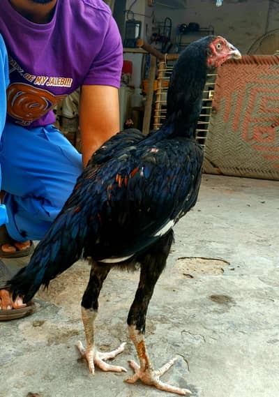 Chicks breeder patha madian cross breed