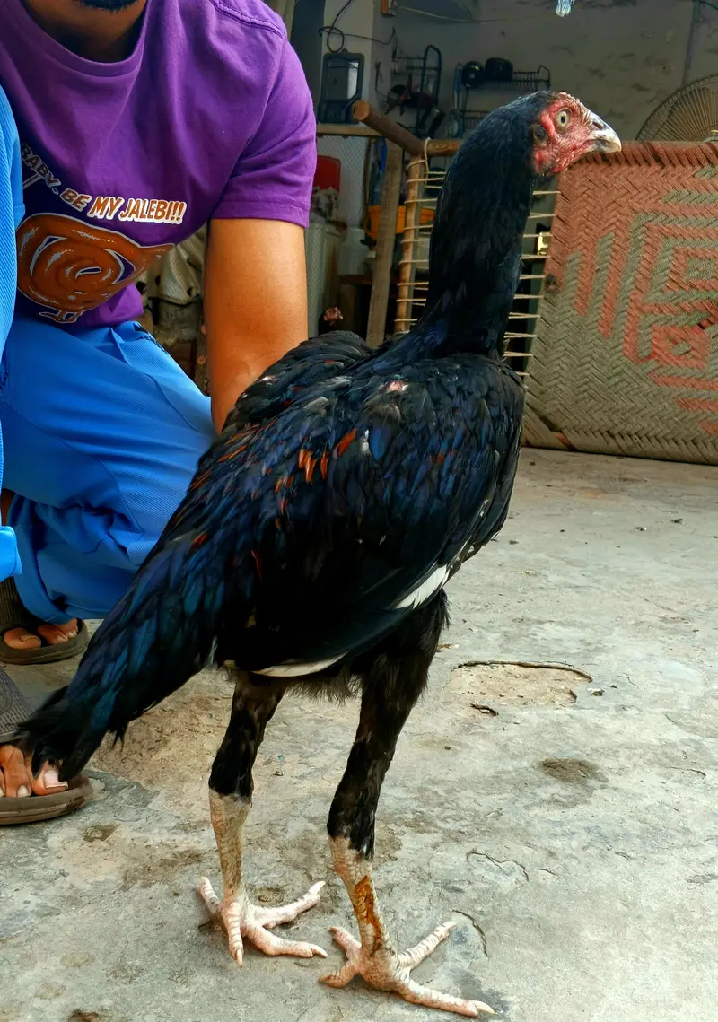 Chicks breeder patha madian cross breed — photo 9