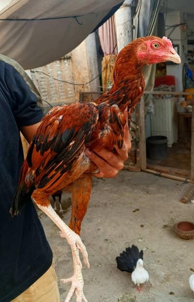 Chicks breeder patha madian cross breed