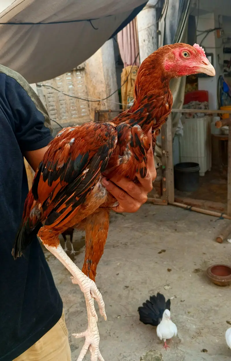 Chicks breeder patha madian cross breed — photo 10