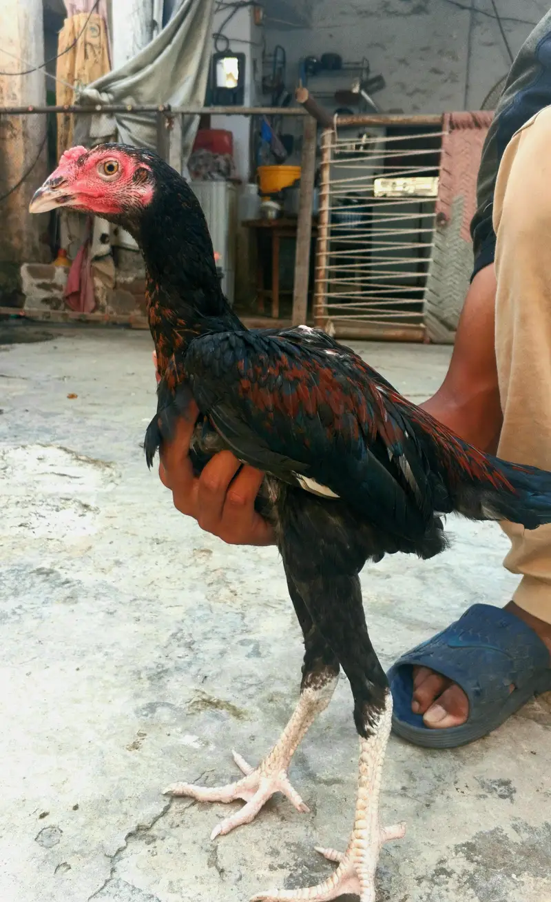 Chicks breeder patha madian cross breed — photo 11