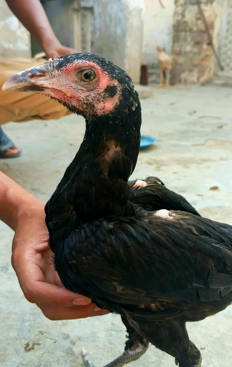 Chicks breeder patha madian cross breed — photo 12