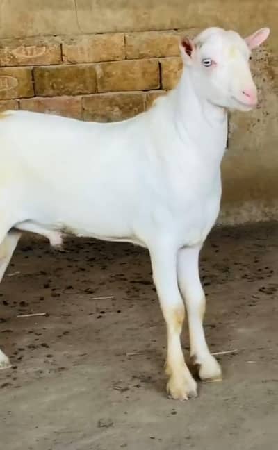 goats