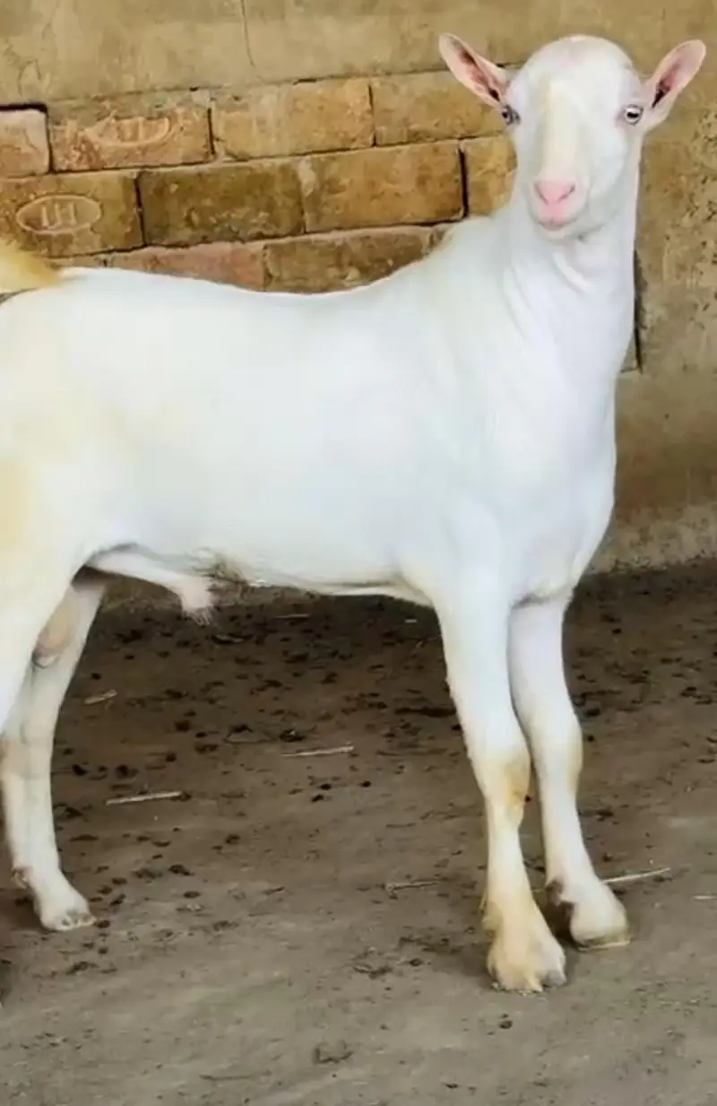 goats — photo 2