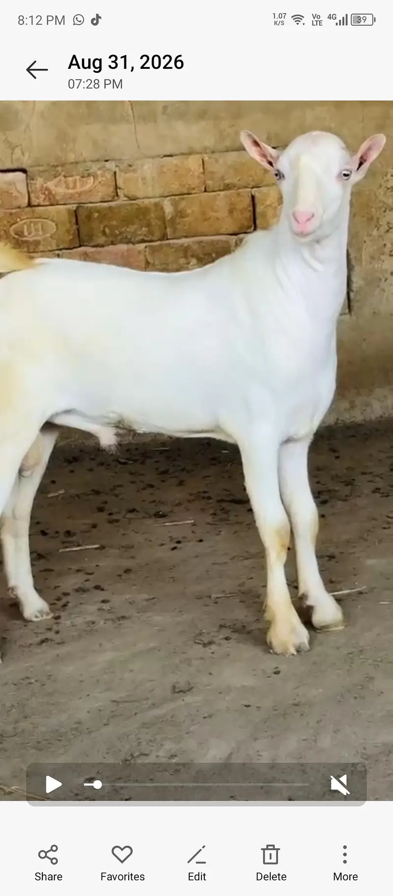 goats — photo 3