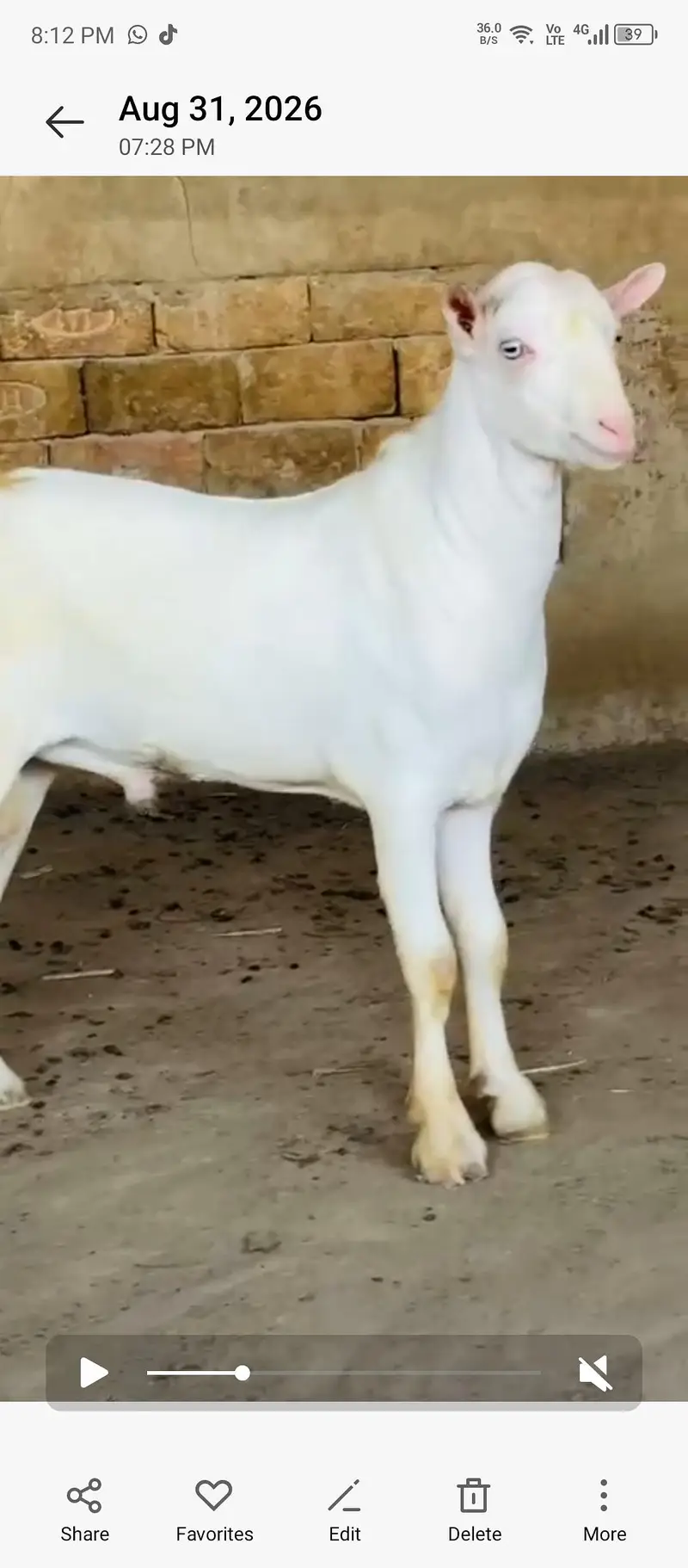 goats — photo 4