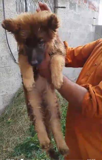 long coat