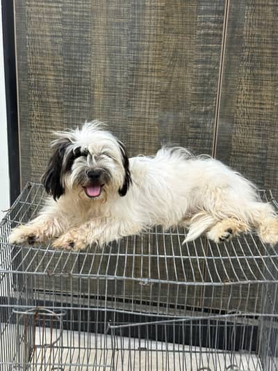 Shitzu female for sale