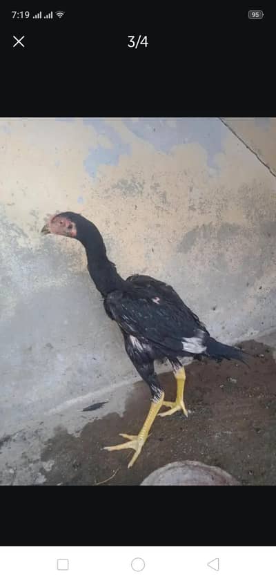 chick for sale