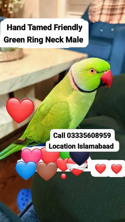Hand Tamed Full Friendly Green Ring Neck Male Parrot Jumbo Size