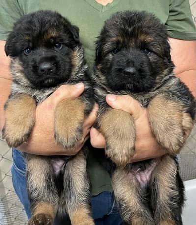 German Shepherd puppies/shihtzu puppies