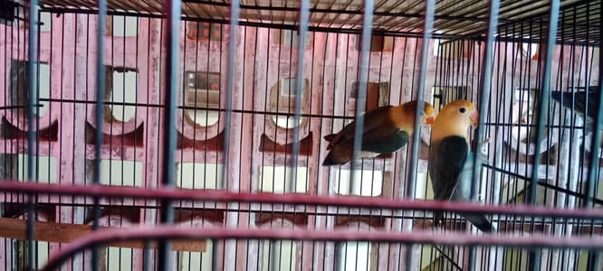 Opaline Pale Fellow Breeder Pair
