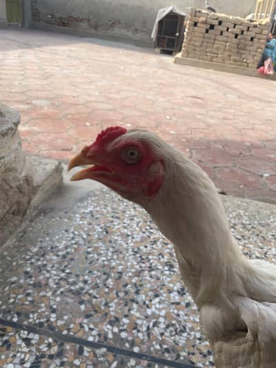 7 Months Old Healthy  Asil Murghay for Sale