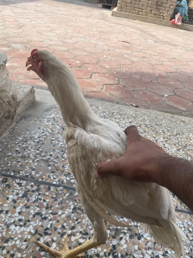 7 Months Old Healthy  Asil Murghay for Sale — photo 2