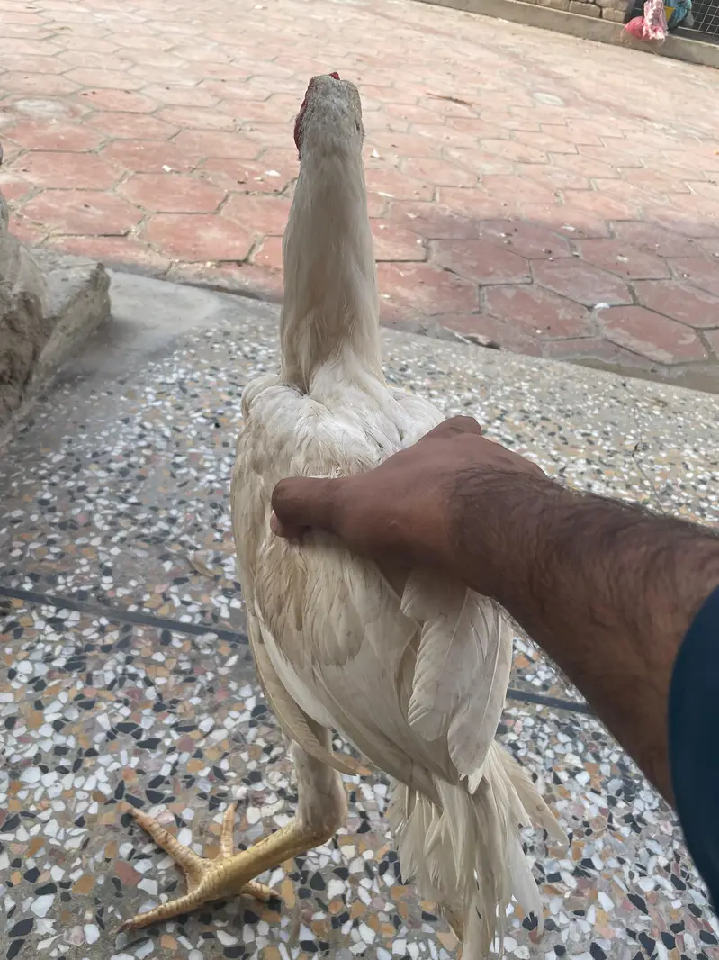 7 Months Old Healthy  Asil Murghay for Sale — photo 3