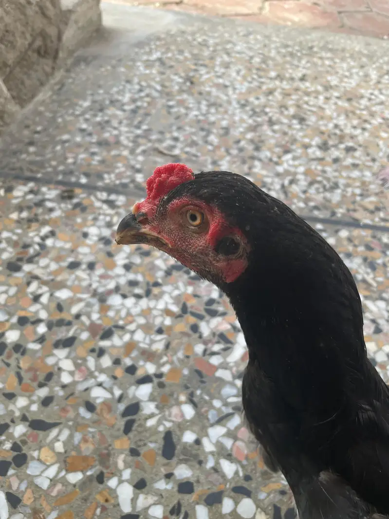 7 Months Old Healthy  Asil Murghay for Sale — photo 4