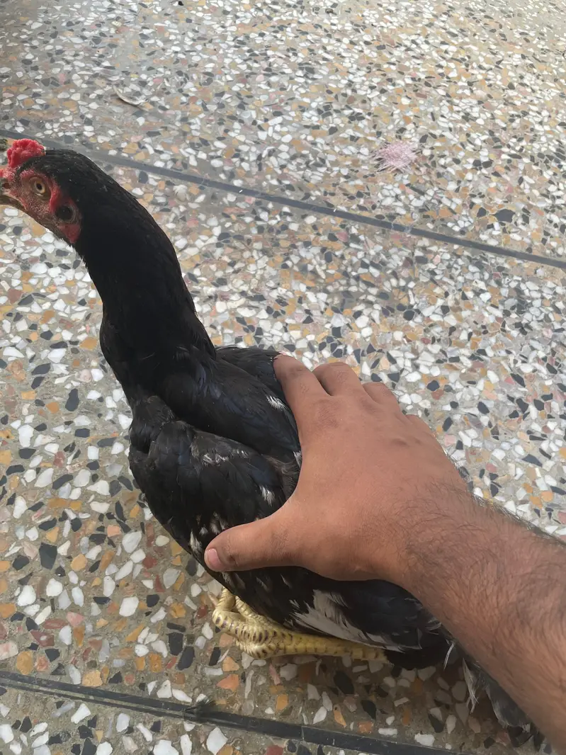 7 Months Old Healthy  Asil Murghay for Sale — photo 5