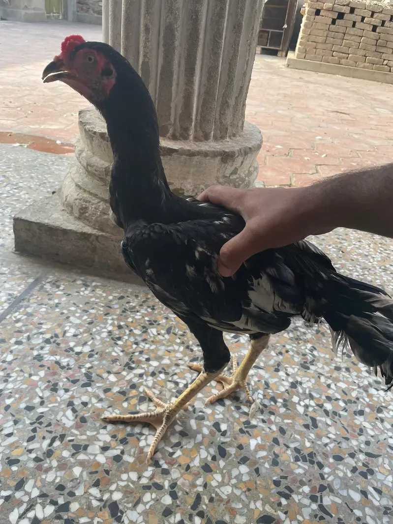 7 Months Old Healthy  Asil Murghay for Sale — photo 6