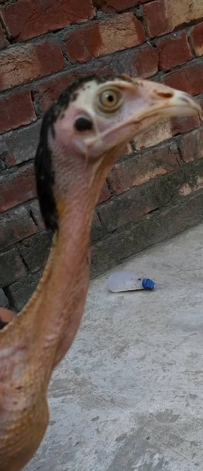 Aseel chicks For sell