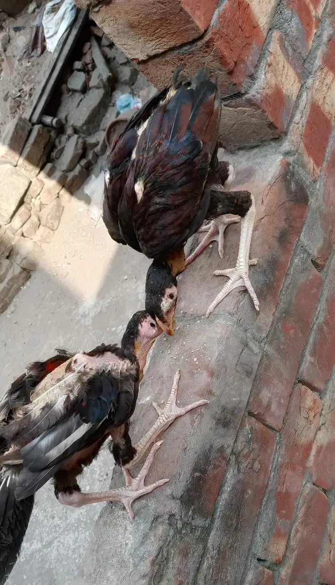 Aseel chicks For sell — photo 2