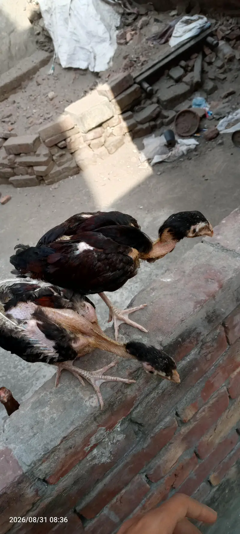 Aseel chicks For sell — photo 3
