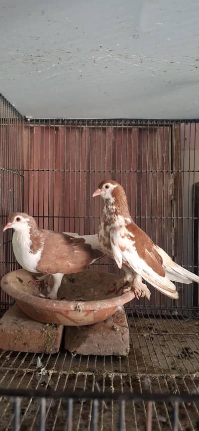 lal sherazi breeder pair