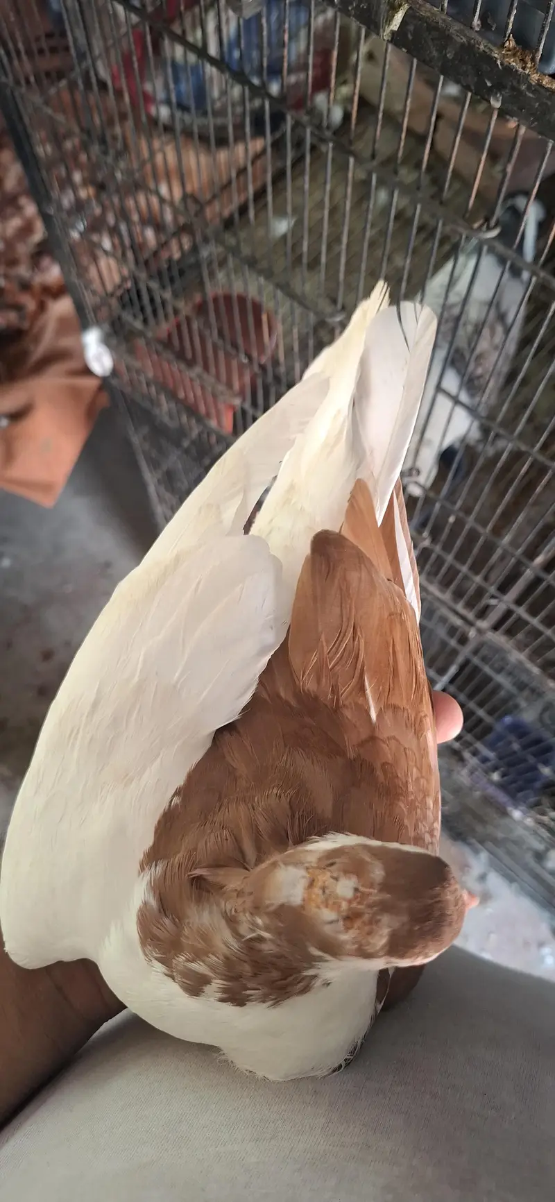 lal sherazi breeder pair — photo 2