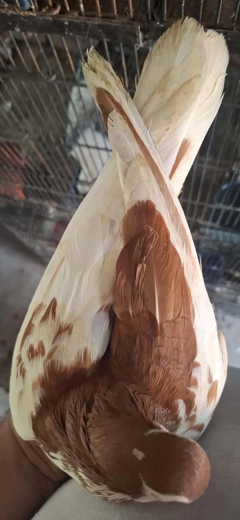 lal sherazi breeder pair — photo 3