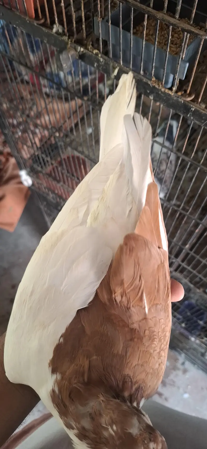 lal sherazi breeder pair — photo 5