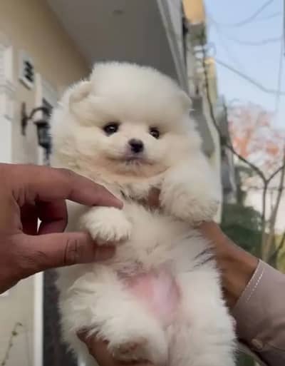 Pomeranian puppies 0330*five*four*zero*six*one*one*five
