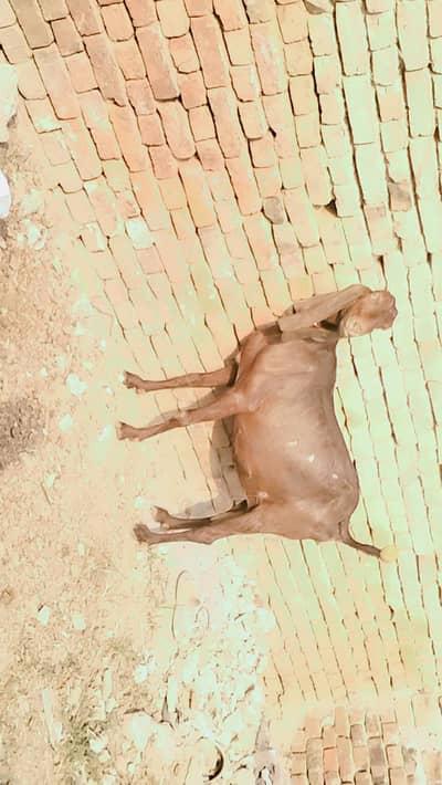 piuer dasi nagri guban bakri