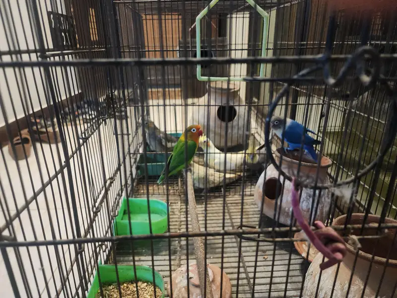 Yellow cockateil and Grey cockateil — photo 2