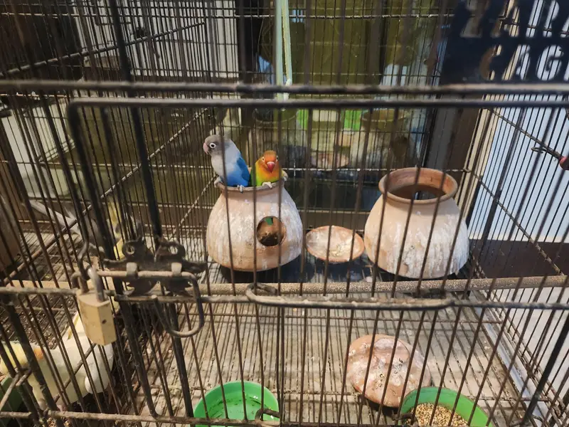 Yellow cockateil and Grey cockateil — photo 3