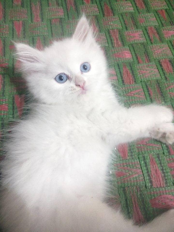 Persian cat 3