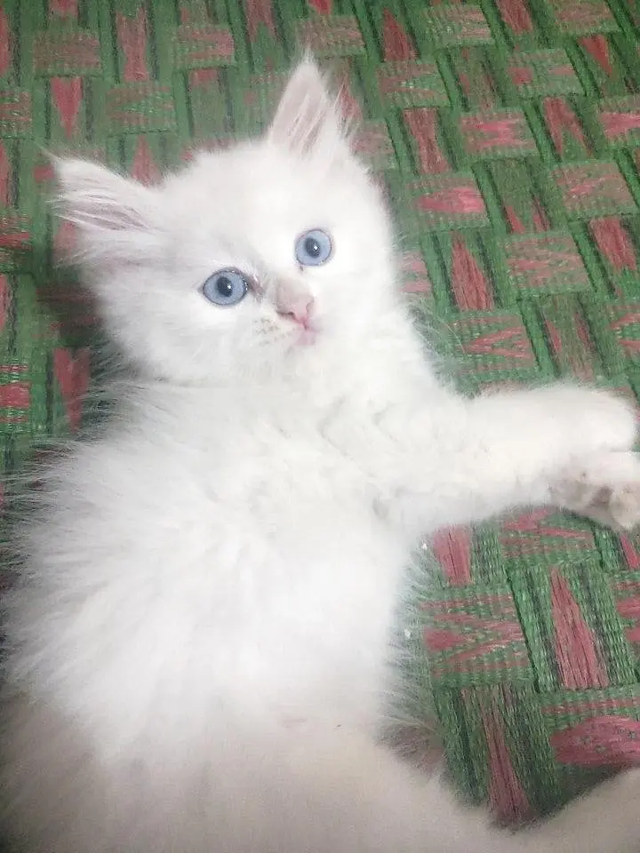 Persian cat — photo 4