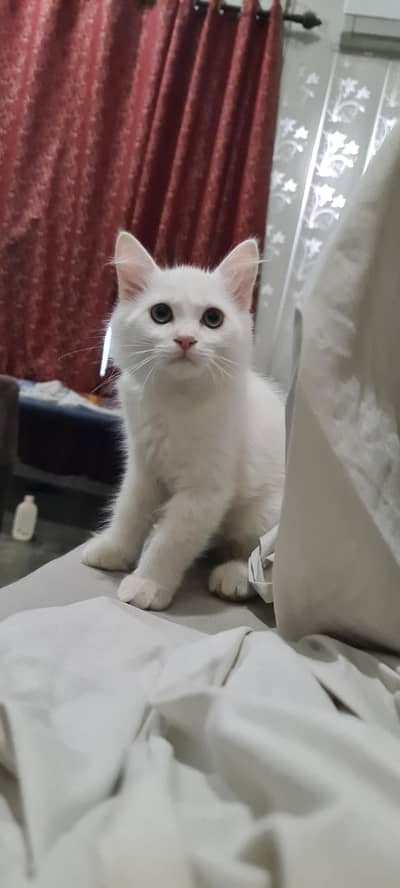 white Kittens Cute