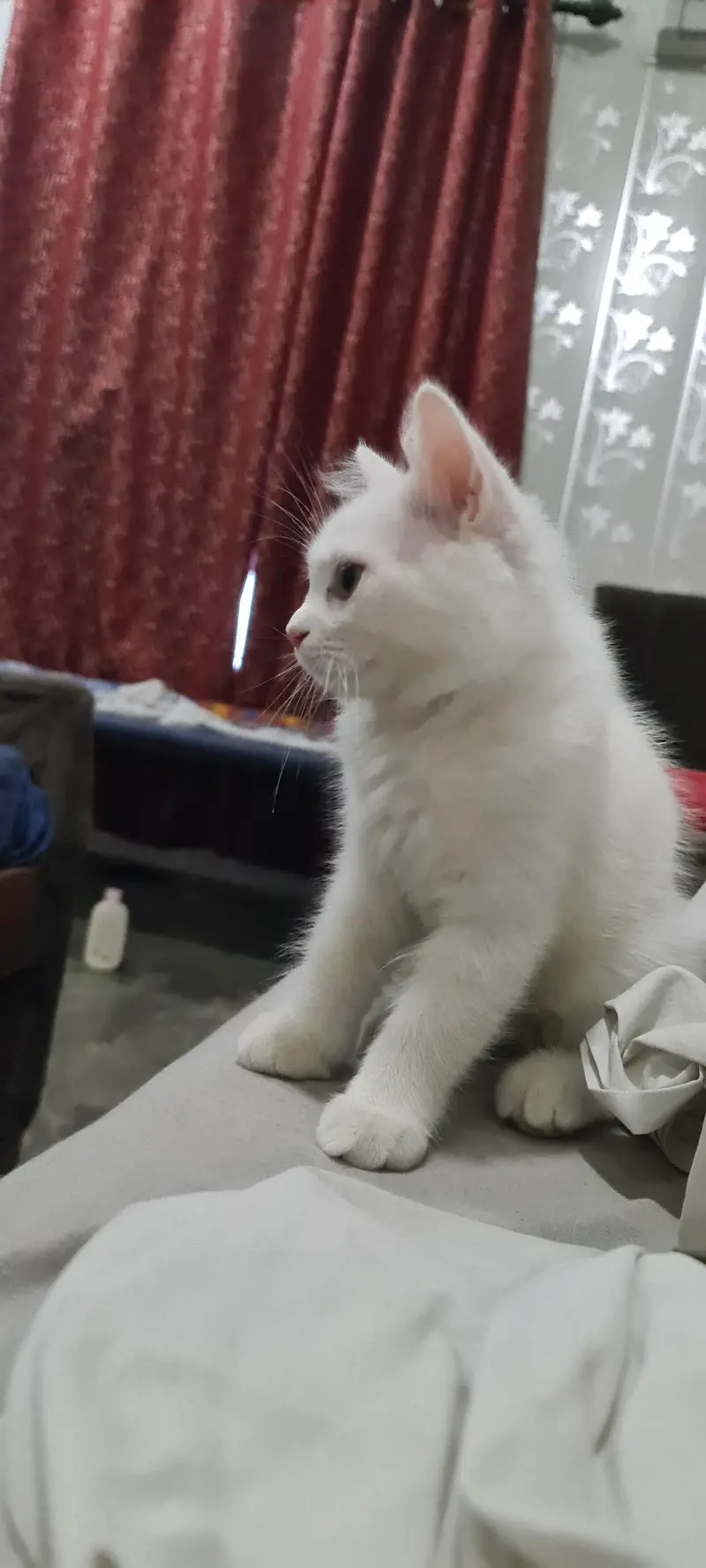 white Kittens Cute — photo 2