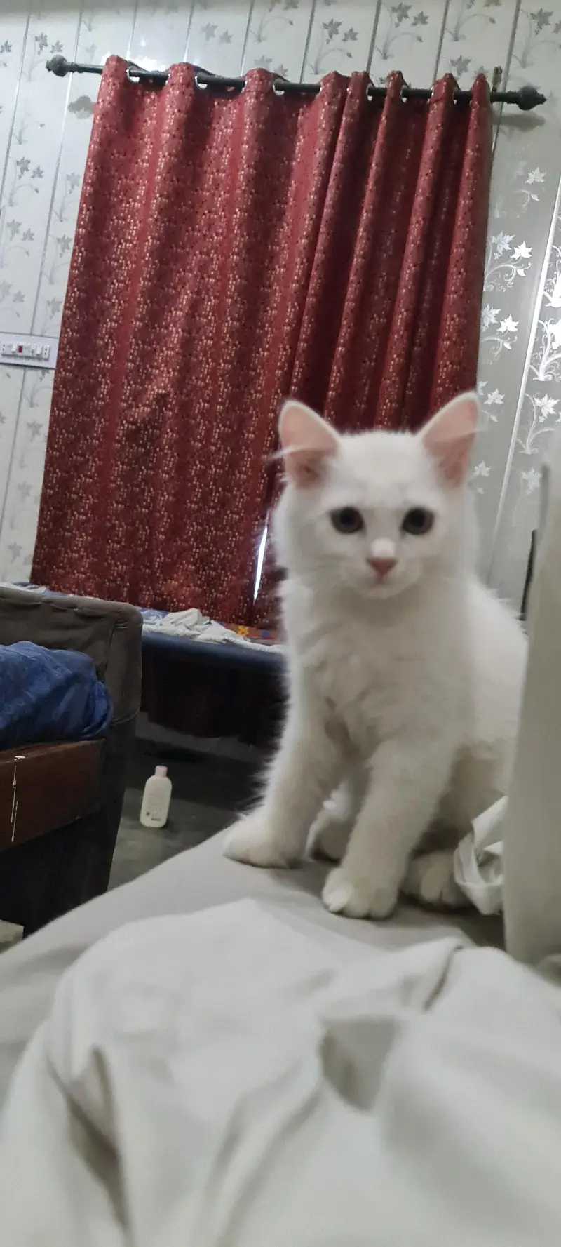 white Kittens Cute — photo 3