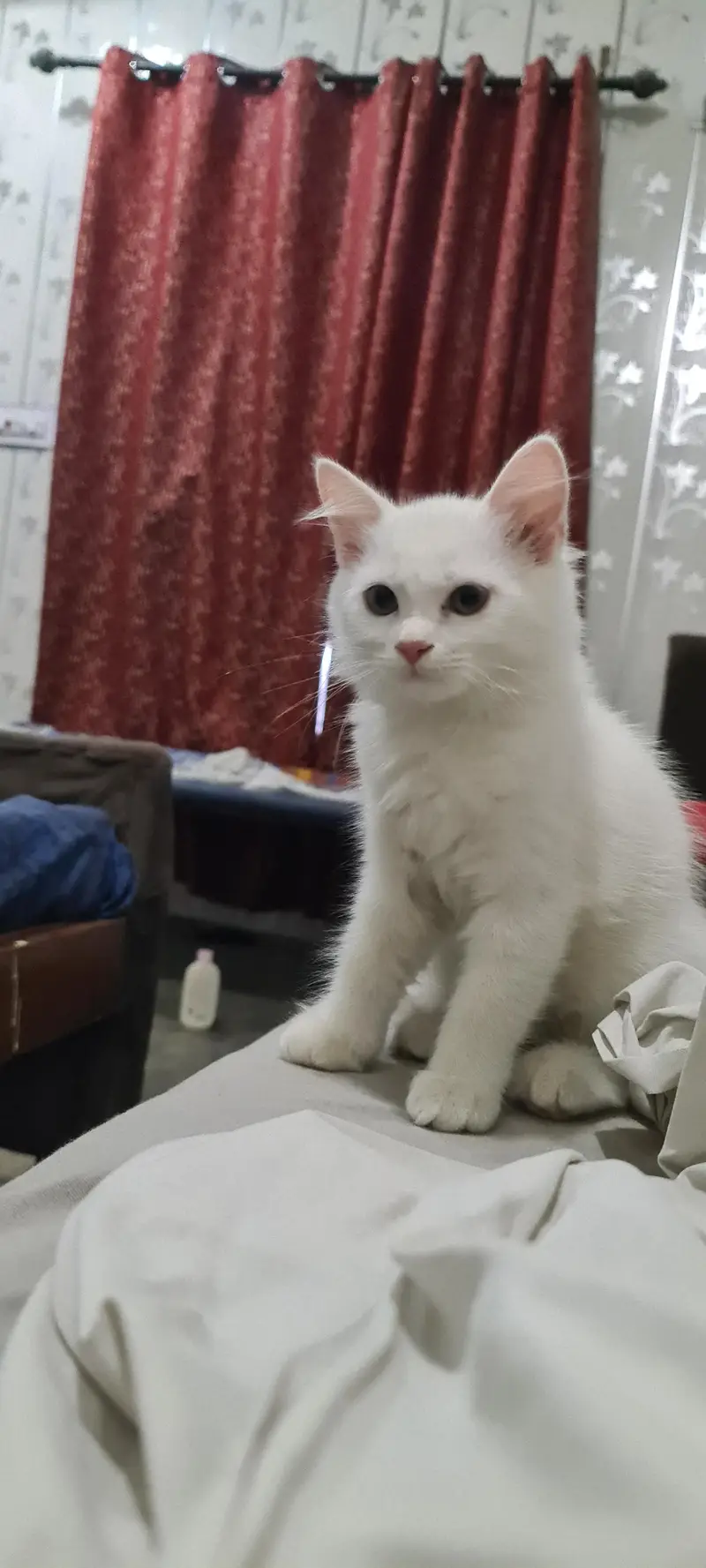 white Kittens Cute — photo 4
