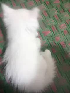 Persian cat