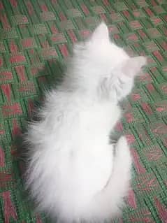 Persian cat 1