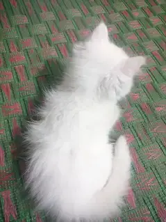 Persian cat — photo 2