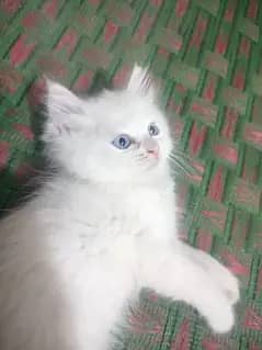 Persian cat 2